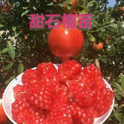 平邑县蒙阳红石榴苗，抗旱含糖量高基地直销保证品种死苗补发