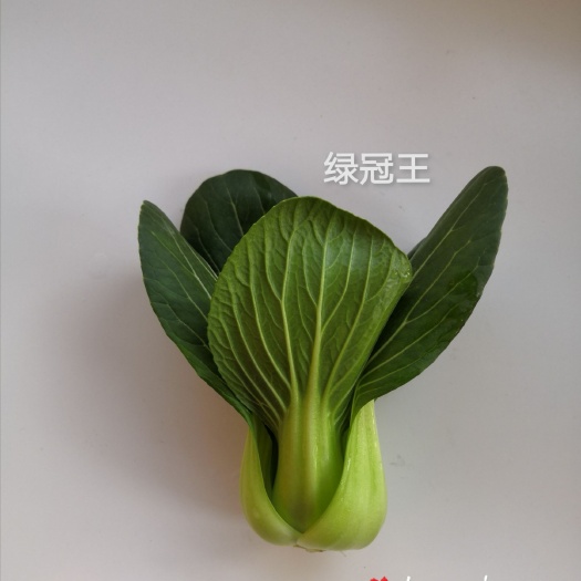 济南绿冠王，高端青梗菜种子