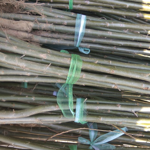 单县精品美国竹柳树苗，保活，精品白蜡，苹果金蝉枝条，