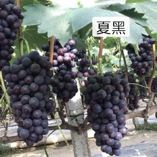 扶沟县阳光玫瑰葡萄苗   蓝宝石，阳光玫瑰，各种葡萄苗木