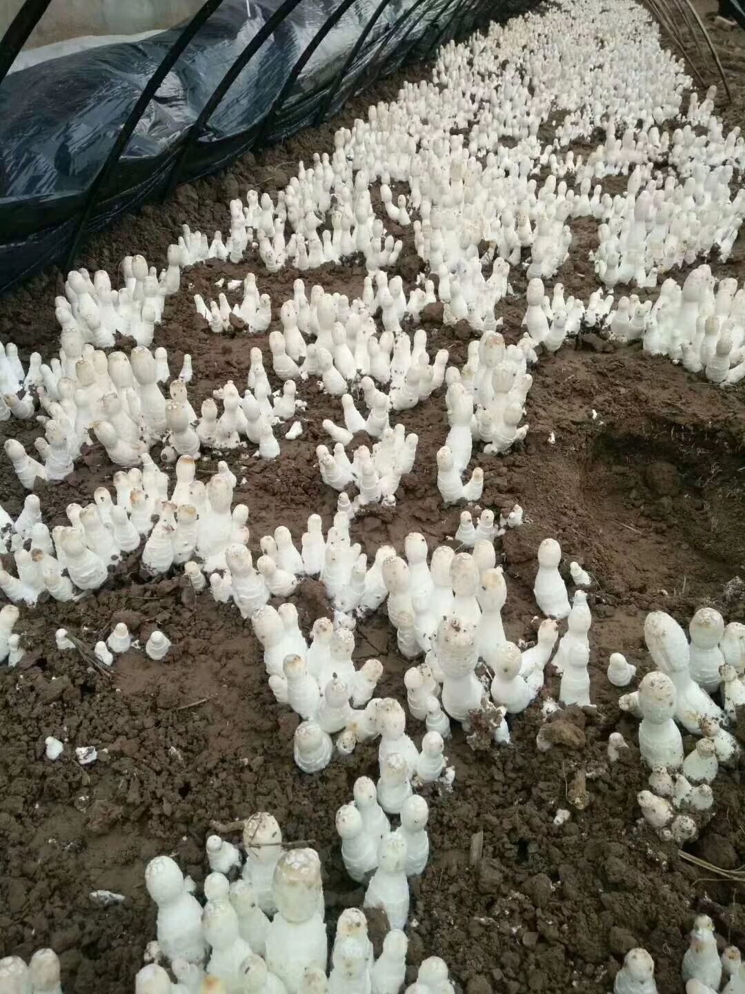 蘑菇 售鸡腿菇菌种出菇菌包
