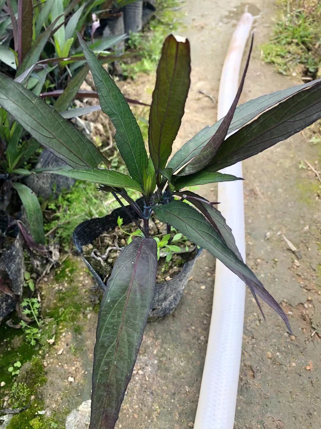 翠芦莉盆栽 翠芦莉农户直销地被