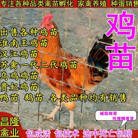 谷城县土鸡苗  高腿细脚鸡苗（淮南王，苏秦，江汉、乌鸡苗）打疫苗