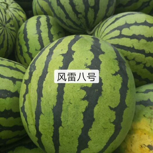 沈阳青农种 超大果型大红瓤大地雷品种！