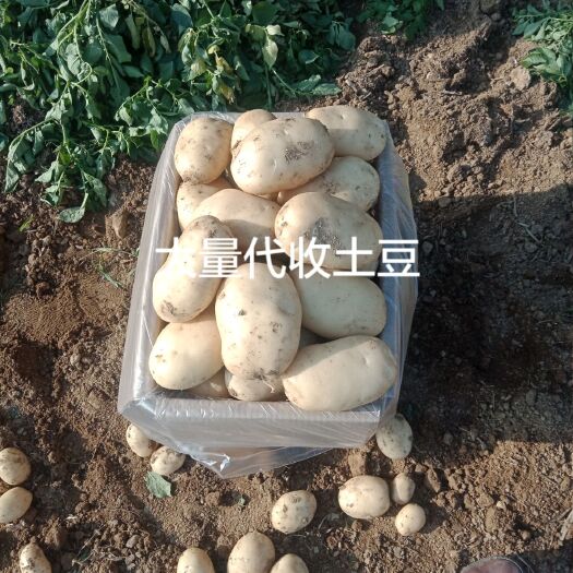 芒市丽薯6号  云南德宏芒市丽薯六号大量上市了，有意的老板可联系