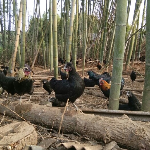 宜丰县 五黑散养，真正的土鸡蛋。营养丰富。量大优惠。