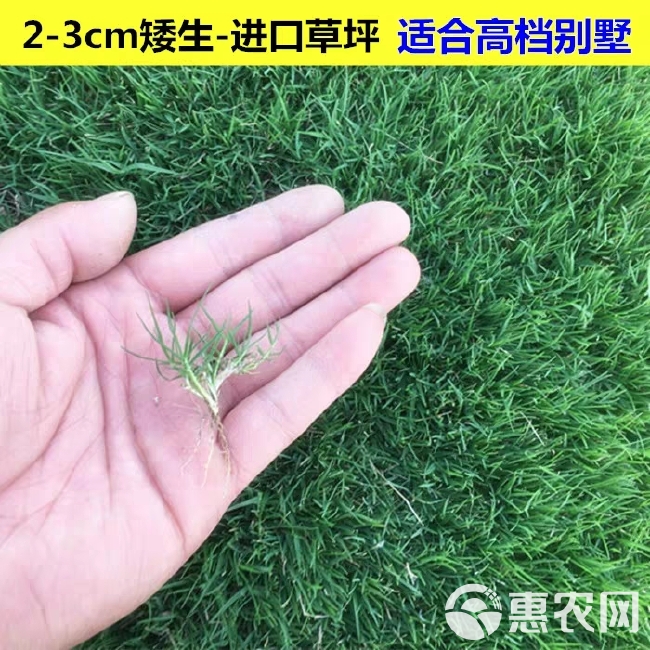 草坪种子  天堂草四季青结缕草百慕大狗牙根黑麦草马尼拉草