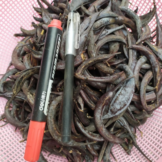 正宗猪牙皂个子统货产地直供皂角皂荚鸡栖子眉皂小皂荚