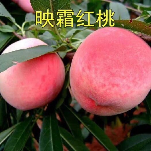 平邑县映霜红桃苗 自繁自育，品种纯正，对待客户诚实守信，现场起苗，成活率高等，