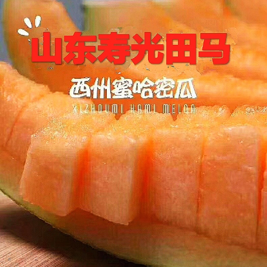 寿光市 山东寿光哈密瓜甜瓜代收