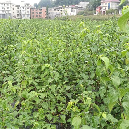 利川市豆腐柴苗 湖北神豆腐树苗基地供应观音豆腐树 臭黄金树