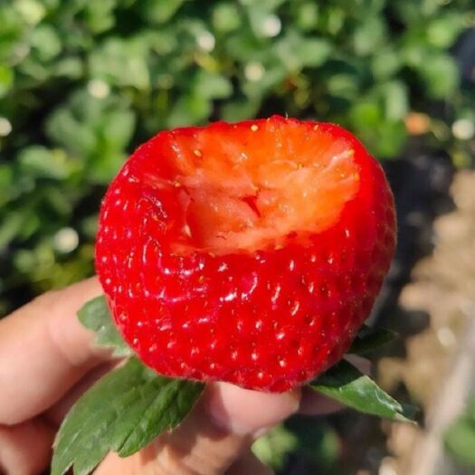 平度市甜宝草莓 自家大棚，可进棚品尝