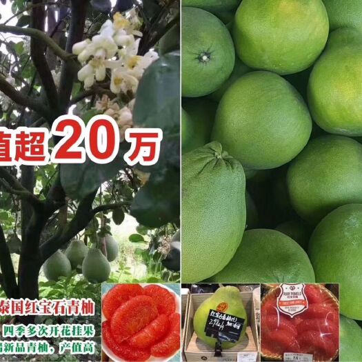 南宁泰国红宝石柚苗 泰国红宝石青柚，口感好，水份多不木质化产量高，易种植