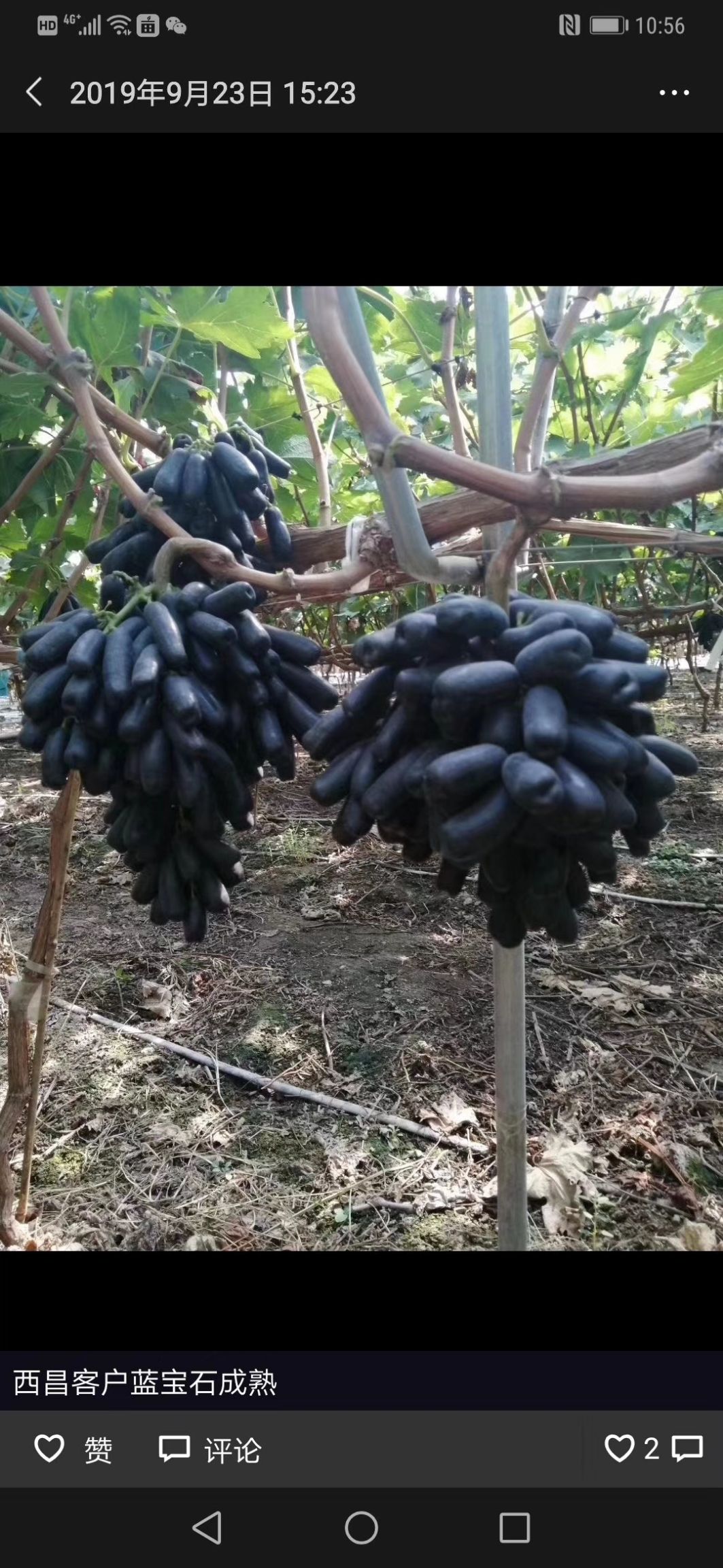 潜江甜蜜蓝宝石葡萄(精品果)