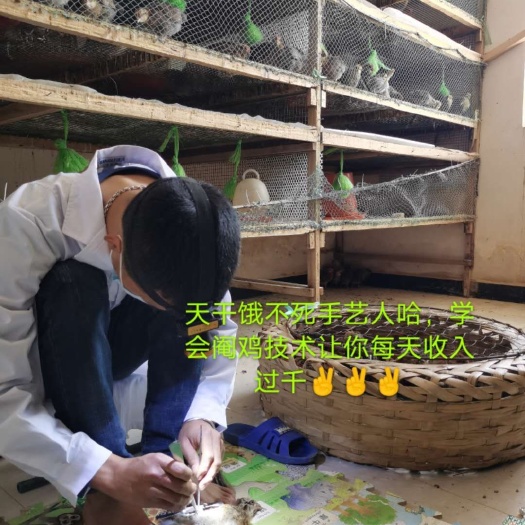 昆明阉鸡苗 养鸡技术，阉鸡技术培训班