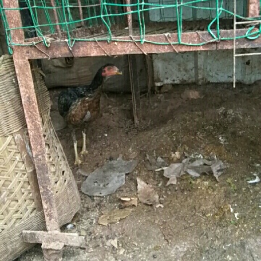 成都斗鸡蛋  缅甸斗鸡种蛋IO元每个
