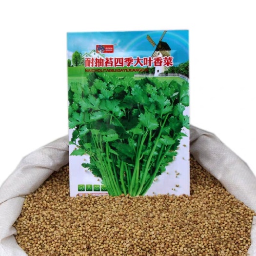 香菜种子 大叶香菜籽 小叶香菜籽.特耐热.耐寒,耐抽苔.