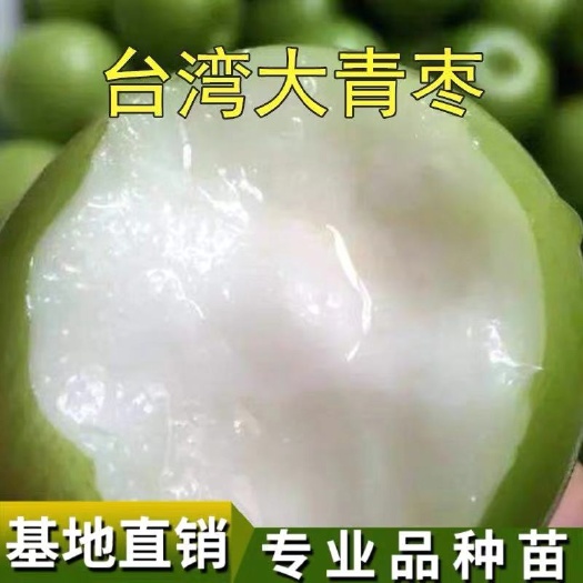 平邑县 大青枣树苗 纯正嫁接苗 基地直销 保证品种纯度 包成活