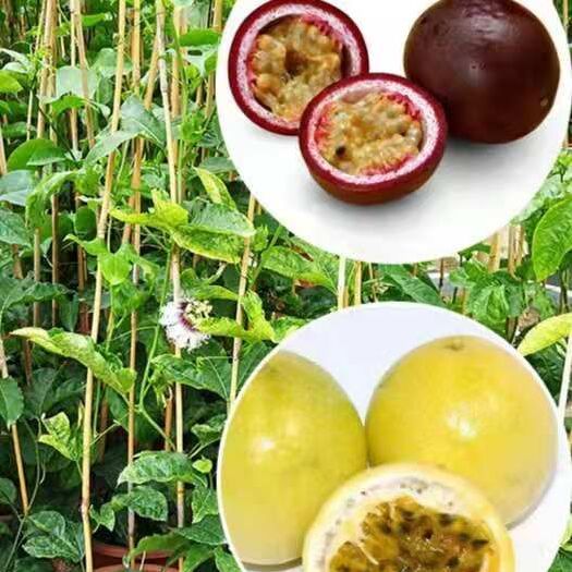 灵山县紫香百香果苗  黄金百香果苗 紫香满天星金霸蓝冠绿皮荔枝味百香果仟插嫁接苗
