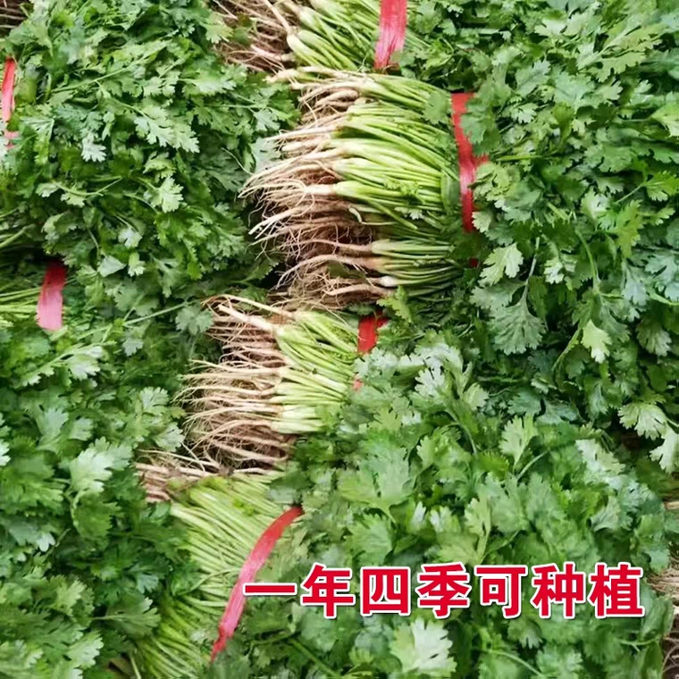 香菜种子 大叶香菜籽 小叶香菜籽.特耐热.耐寒,耐抽苔.