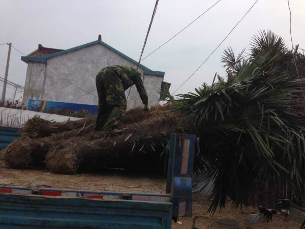  棕榈树常年批发供应价格优惠，基地大量销售