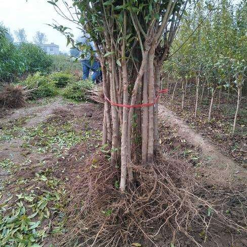  蒙阳红石榴苗，抗旱，适应性强丰产基地直销保证成活，死苗补发