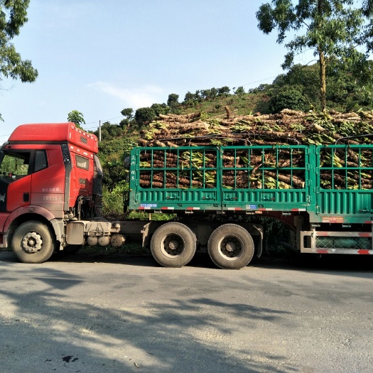 北流市滴水观音种芋 批发滴水观音海芋千手观音水培绿化植物