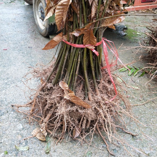 阳朔县油栗苗  板栗苗 板栗实生苗 板栗砧木苗