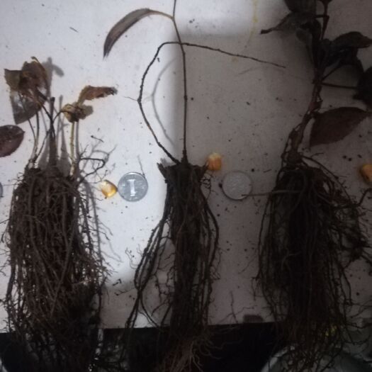 桓仁县苍术种苗