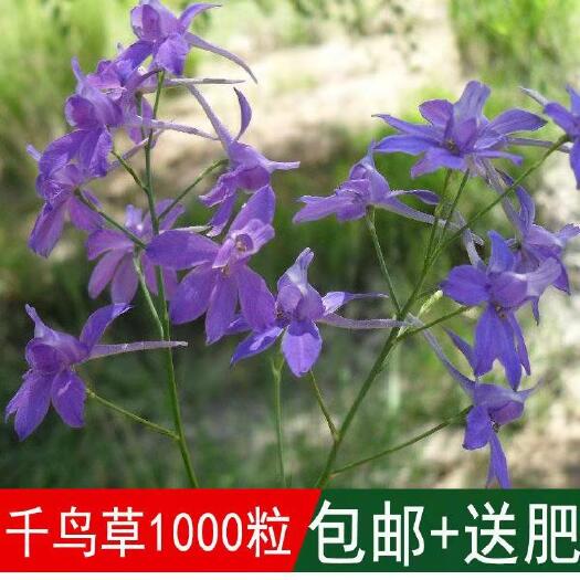 沭阳县 千鸟草种子花卉种子工程景观花海 观花植物 庭院种植室内阳台盆