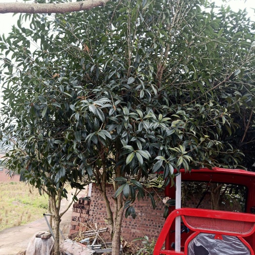 高县黄金桂花树