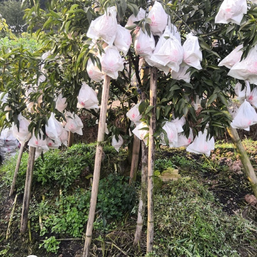 青神县 出售一万斤耙耙耙柑，地址眉山青神