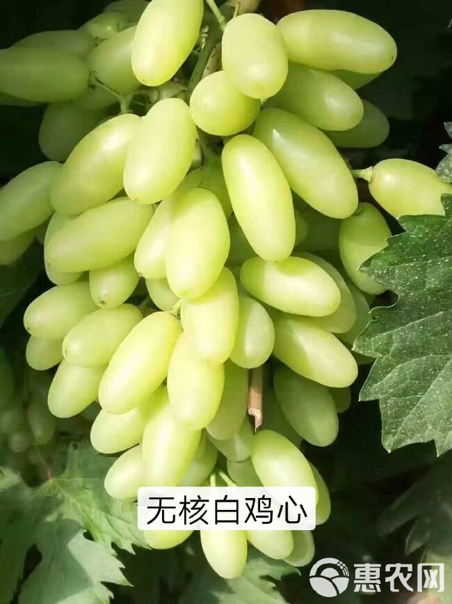  甜蜜蓝宝石阳光玫瑰巨玫瑰夏黑葡萄苗