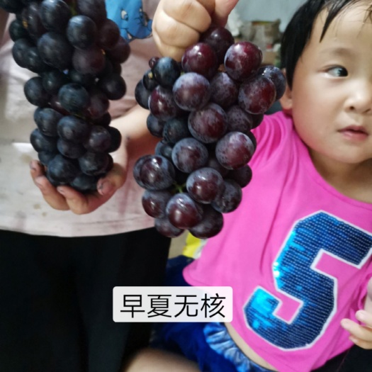 扶沟县早夏无核葡萄苗