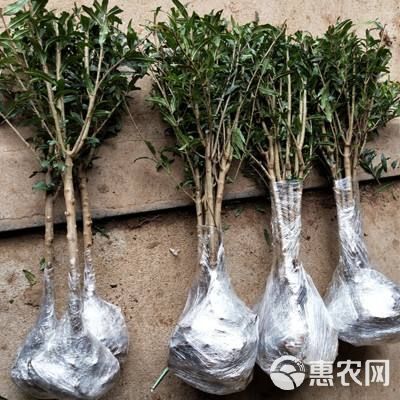  蒙阳红石榴苗，抗旱，适应性强丰产基地直销保证成活，死苗补发