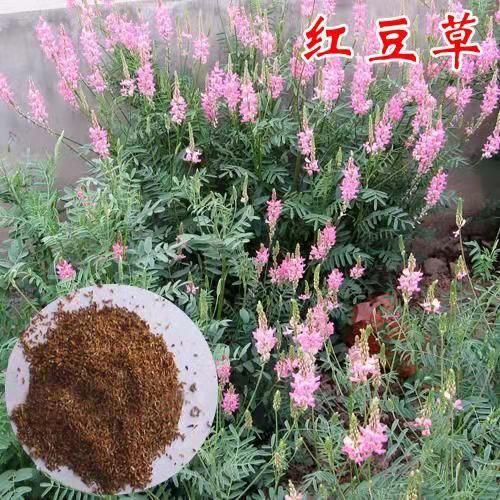 沭阳县 红豆草种子护坡草耐寒耐旱盐碱草籽牧草观赏保土绿肥兼用新型种子