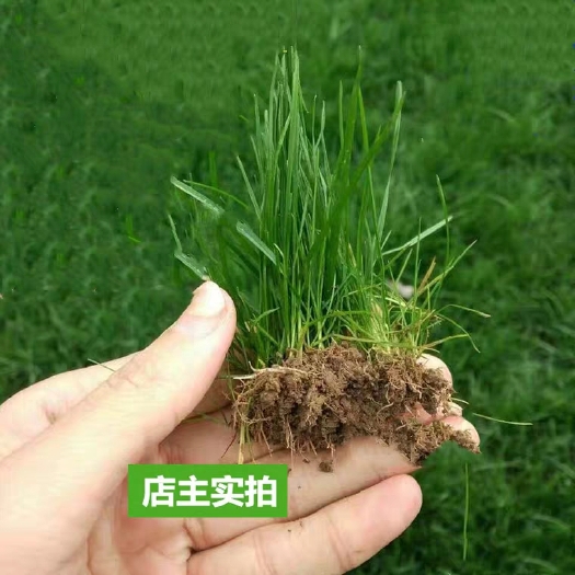 草坪种子 四季青矮化热卖草子绿化草籽四季常青庭院护坡固土草种