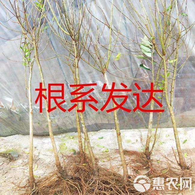  蒙阳红石榴苗，抗旱，适应性强丰产基地直销保证成活，死苗补发