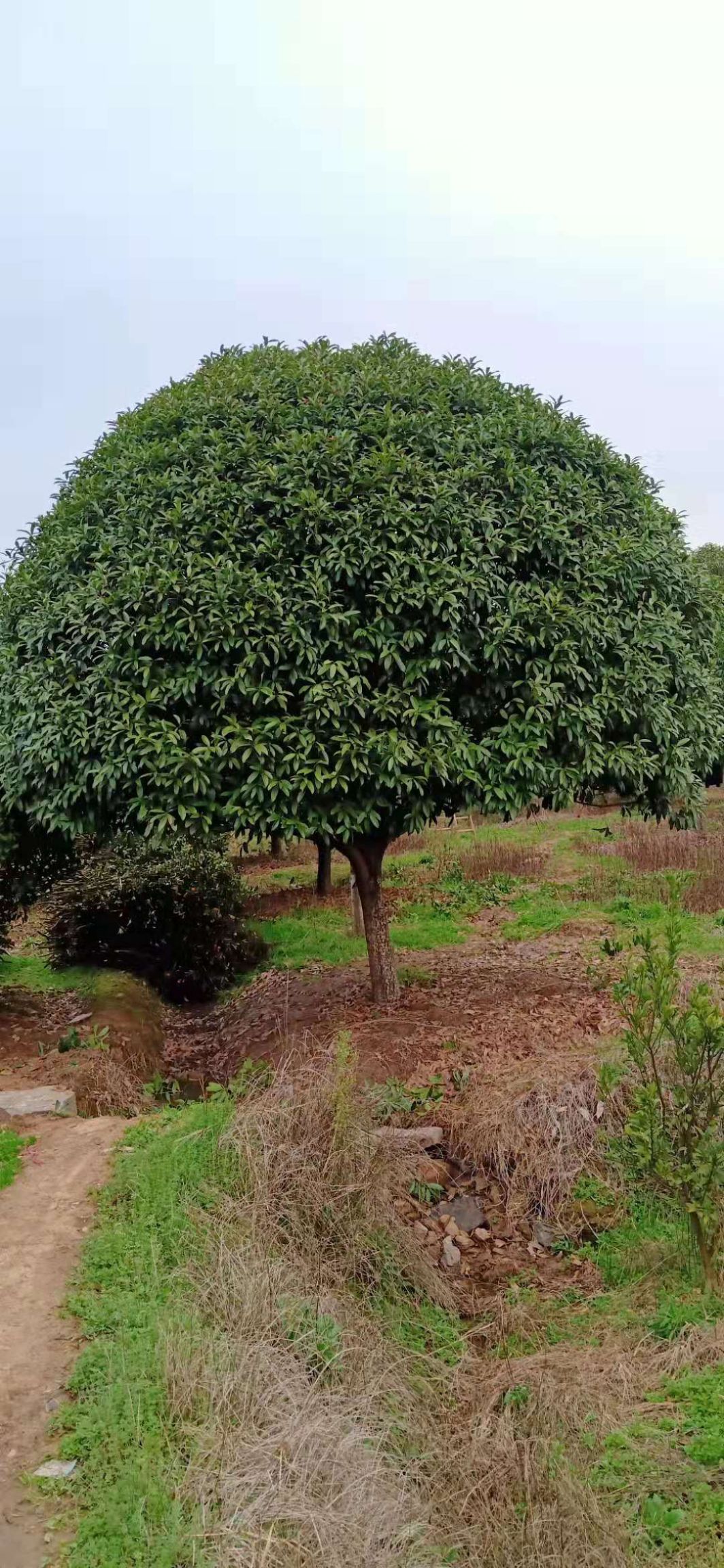 怎样种植桂花树(家里为什么不能种桂花)