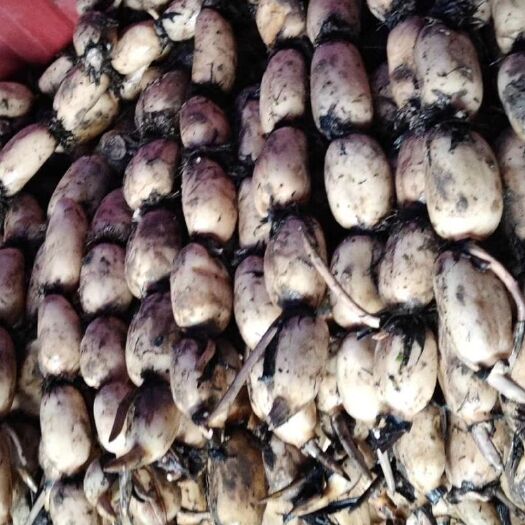 沭阳县巨无霸莲藕 食用藕无公害不加任何添加剂漂白一手货源！量大从优24小时发货