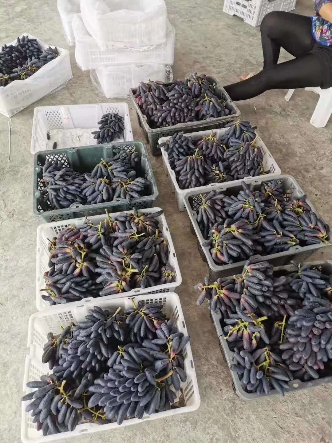 潜江甜蜜蓝宝石葡萄(精品果)