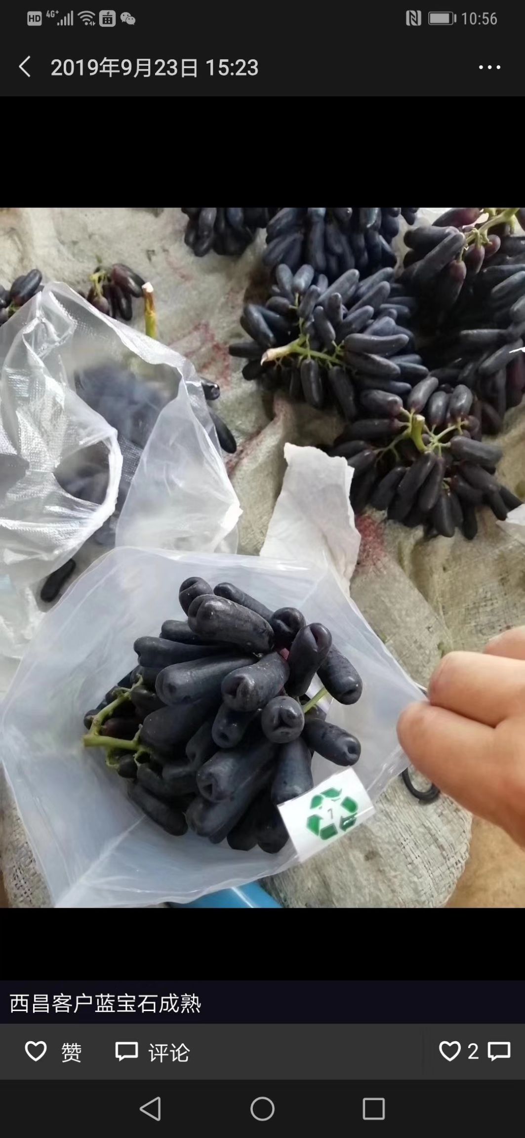 潜江甜蜜蓝宝石葡萄(精品果)