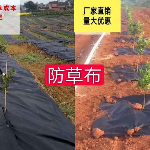 德州 防草布除草布耐用果树透气新型切片农用果园遮草布保湿生态地布