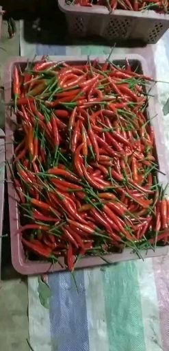 瑞丽市小米椒 缅甸小米辣大量有货