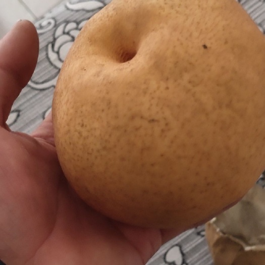 广平县 黄梨