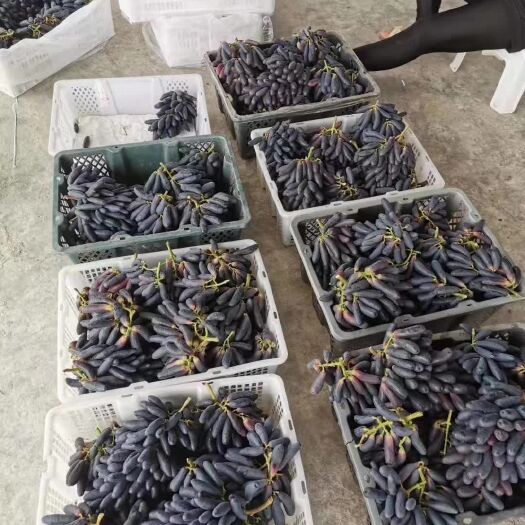 潜江市潜江甜蜜蓝宝石葡萄(精品果)