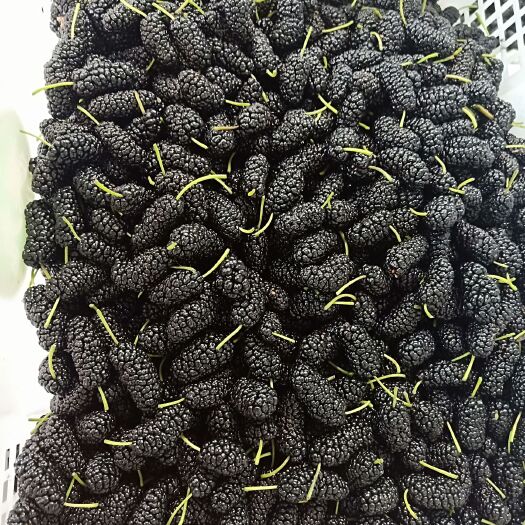 德昌县黑桑葚  大凉山德昌优质桑葚