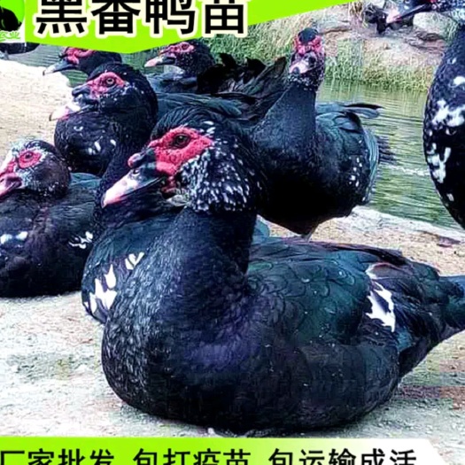 南宁 广东广西正宗大种番鸭苗批发价格包邮