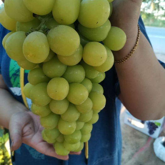 扶沟县阳光玫瑰葡萄苗  甜蜜蓝宝石阳光玫瑰夏黑户太葡萄苗