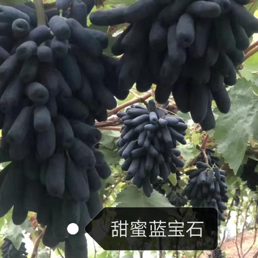 扶沟县阳光玫瑰甜蜜蓝宝石夏黑葡萄苗